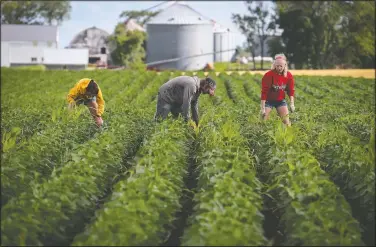  ?? (The Des Moines Register/Rodney White) ?? A crew of teenagers work as Aaron Lehman walks the soybean fields in July 2014 near Polk City, Iowa. The threat that herbicide-resistant weeds, such as Palmer amaranth, will get a toehold in Iowa has sparked discussion about whether Iowa could return to a time when most farmers used high school students to “walk beans,” hand-weeding soybean crops.