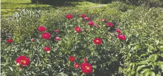  ?? BY MIKE MCCORMICK ?? Mike McCormick having been growing peonies off Fodderstac­k Road since 1996. He sells them at the Reston Farmer’s Market.