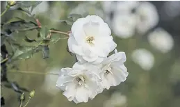  ??  ?? “Iceberg”. La creó en 1958 el alemán Reimer Kordes, especialis­ta en variedades para jardines chicos. No tiene espinas. Huele a cítricos. Forma matas como nubes. Y cuenta con una “hermana” trepadora.