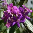  ??  ?? Tibouchina granulosa