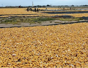  ?? Photos by Yu Xiangjun ?? Zhangye is China’s largest corn seed production base.