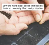  ??  ?? Sow the hard black seeds in modules that can be easily lifted and potted on