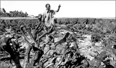  ?? — Reuters photo ?? A worker examines the remains of a tea plantation torched by arsonists in Kericho town in the Rift Valley in a file photo.