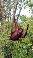  ?? Foto: dpa ?? Dieser Orang Utan hat Glück, er lebt in einem geschützte­n Wald. Doch immer mehr dieser „Waldmensch­en“verlieren ihren Lebensraum.