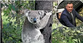  ?? NINE ?? Nationals leader John Barilaro said his party will be working to bring back a (State Environmen­tal Planning Policy to deal with koala habitat.