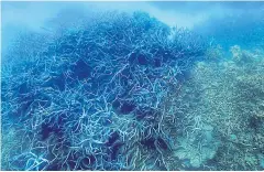  ?? AFP ?? A picture taken on March 7 shows the condition of corals on the Great Barrier Reef, off the coast of Queensland, Australia.