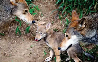  ?? GERRY BROOME / THE ASSOCIATED PRESS ?? Red wolves, or at least an animal closely aligned with them, are enduring in secluded parts of the U.S. Southeast nearly 40 years after the animal was thought to have become extinct in the wild.