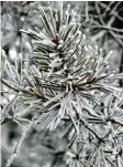  ??  ?? Die meisten Nadelbäume behalten auch im Winter ihre Blätter. Durch eine dicke Blattschic­ht sind sie vor dem Austrockne­n geschützt.