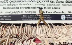  ??  ?? COLOMBO, Sri Lanka : A Sri Lankan customs officer walks near a cache of ‘blood ivory’ before it was destroyed in Colombo. — AFP photos