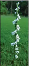  ?? Special to the Democrat-Gazette Ladies tresses is a native orchid of Arkansas. ??