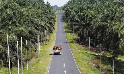  ??  ?? A TRUCK carrying oil palm fruits passes through Felda Sahabat plantation in Lahad Datu in Malaysia’s state of Sabah on Borneo island, Feb. 20, 2013.