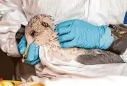  ?? Stephen Lam/The Chronicle ?? State wildlife officials announced a deadly strain of avian flu has been found in a wild mammal.