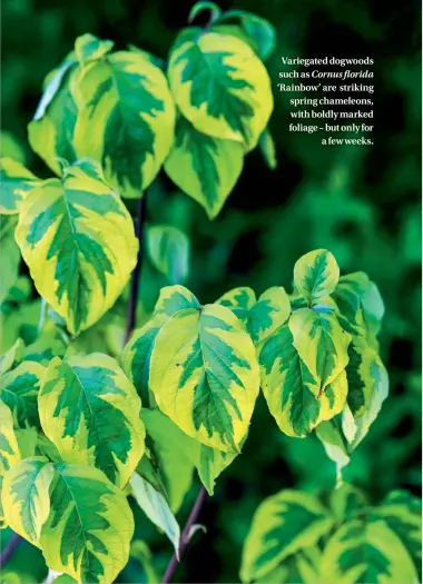  ??  ?? Variegated dogwoods such as Cornus florida ‘Rainbow’ are striking spring chameleons, with boldly marked foliage – but only for a few weeks.