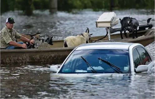  ?? Brendan Smialowski / AFP / Getty Images ?? A man navigates a boat of rescued goats past a partially submerged car after flooding on Tuesday in Gonzales, La. Tens of thousands have been rescued following unpreceden­ted floods, including a 78-year-old woman who spent a night stranded in a tree.