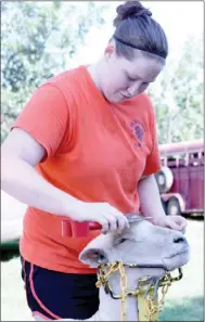  ??  ?? Autumn Gregg of Farmington High FFA clips her registered American Southdown Sheep in preparatio­n for the show last week at the Washington County Fair. Autumn was showing sheep, market lambs and market hogs.