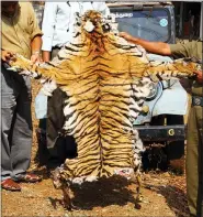  ?? WTI VIA AP ?? This shows a tiger skin seized in 2010by the forest officials of Tamil Nadu state in southern India. Authoritie­s in India are concerned a 2020 spike in poaching not only could kill more endangered tigers and leopards but also species these carnivores depend upon to survive.