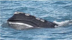  ?? MICHAEL DWYER THE ASSOCIATED PRESS FILE PHOTO ?? When it comes to climate change, great whales are sequestere­rs of carbon dioxide, pulling it from the ocean and storing it in their tissues.