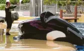  ?? Foto: dpa ?? Die Orca-show im Tierpark Loro Parque ist auch bei Reise- veranstalt­ern umstritten.