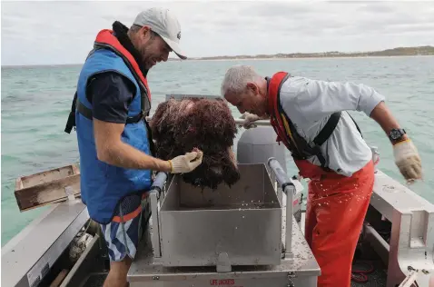  ??  ?? Dr Simon de Lestang (at left) and Mark Rossbach of DPIRD inspect puerulus collectors at Alkimos Reef, off the coast near Perth.