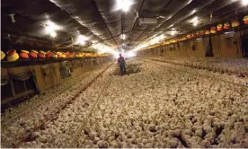  ?? Photograph: Randall Hill/Reuters ?? ‘British consumers do not need more, even cheaper, frozen imported US poultry. We need a vision for a more enlightene­d way of farming.’ A chicken farm in Fairmont, North Carolina.