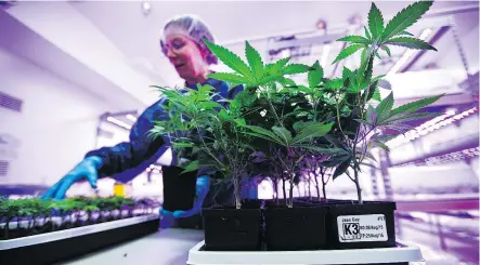  ?? MARK YUEN/PNG ?? Master horticultu­ralist Francoise Levesque works with the marijuana strain Jean Guy from the nursery at Nanaimo pot producer Tilray Inc. in 2016.