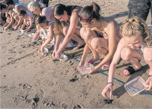  ??  ?? THE RACE IS ON: Tourists release baby sea turtles into the ocean at Kuta Beach in Bali, Indonesia, in May this year.