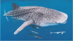  ??  ?? Dive or snorkel with whale sharks, the biggest fish in the sea, off the coast of Australia