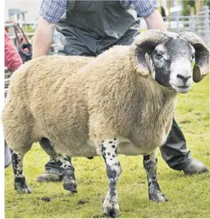  ??  ?? WINNER: Overall sheep and Blackface champion from Colin Little, of Glenample