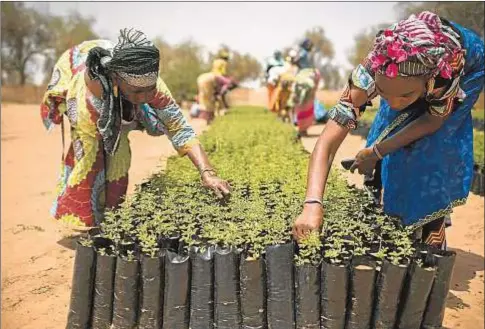  ?? © Benedicte Kurzen / NOOR para la FAO ?? Mujeres de Senegal preparan retoños para plantarlos en la Gran Muralla Verde