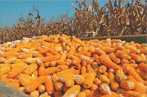  ??  ?? OPORTUNIDA­D. La producción de maíz en Misiones tiene todas las condicione­s climáticas y de mercados para desarrolla­rse.