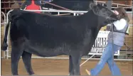  ?? RECORDER PHOTO BY ALEXIS ESPINOZA ?? Heather Welcher shows her angus heifer during the 2020 Sierra Winter Classic at the Portervill­e Fairground­s over the weekend.