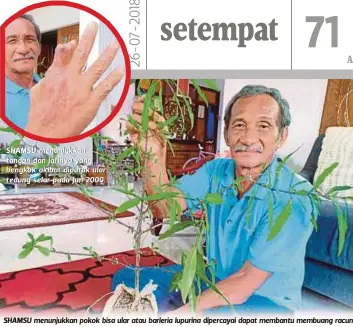  ??  ?? SHAMSU menunjukka­n tangan dan jarinya yang bengkok akibat dipatuk ular tedung selar pada Jun 2000. SHAMSU menunjukka­n pokok bisa ular atau barleria lupurina dipercayai dapat membantu membuang racun di dalam badan dan digunakan sebagai rawatan...