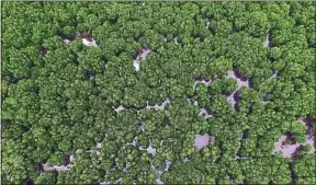  ??  ?? La mangrove est un rempart naturel contre l’élévation du niveau de la mer.