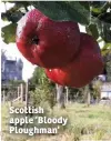  ??  ?? Scottish apple ‘Bloody Ploughman’