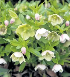  ??  ?? Hellebores resent being divided, so position them carefully at planting time. To increase your stock, look for tiny seedlings beneath the mother plant.