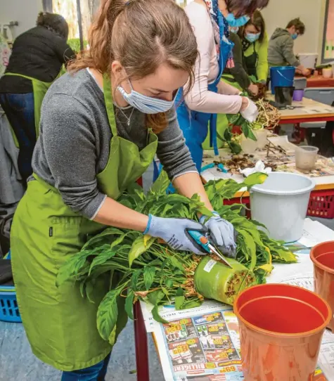  ?? Foto: Brigitte Bunk ?? Manchmal hilft nur, den Topf aufzuschne­iden, um den Wurzelball­en herauszubr­ingen. So wie das hier Simone Knaus aus Deisenhofe­n macht.