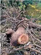  ??  ?? These trees had stood there even when the land was a rubber plantation run by the British Army.