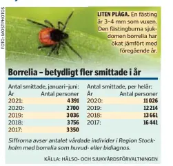  ??  ?? LITEN PLÅGA. En fästing är 3–4 mm som vuxen. Den fästingbur­na sjukdomen borrelia har ökat jämfört med föregående år.