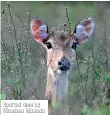  ??  ?? Spotted deer (c) Niroshan Mirando