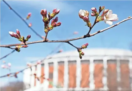  ?? PHOTOS BY BARBARA J. PERENIC/COLUMBUS DISPATCH ?? Ohio University’s cherry trees start to bloom near the Convocatio­n Center on March 21. The petals are in bloom for only about 10 to 14 days before they begin to leaf out.