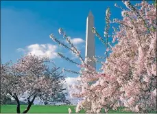  ?? COURTESY OF DESTINATIO­N DC ?? Thousands of cherry trees blossom along the National Mall in the spring, marking the start of the National Cherry Blossom Festival.