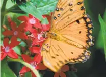  ??  ?? A Gulf Fritillary butterfly on Pentas.