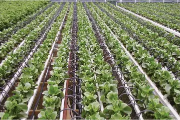  ??  ?? DRIP IRRIGATION – like the product developed by Netafim – saves water.