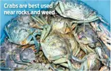  ??  ?? Crabs are best used near rocks and weed