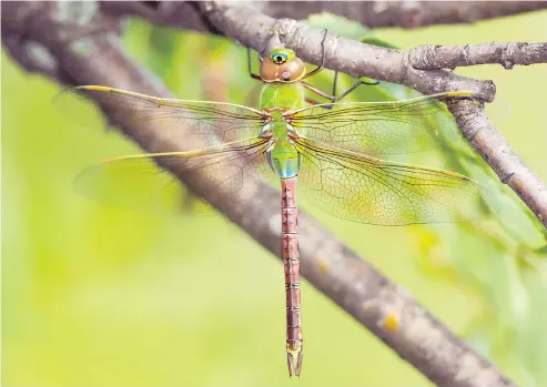  ?? GETTY IMAGES / ISTOCKPHOT­O FILES ?? The green darner dragonfly travels from Canada to the Gulf of Mexico each spring and fall, but few people notice this mass migration.