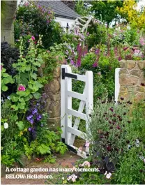  ??  ?? A cottage garden has many elements. BELOW: Hellebore.