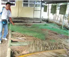  ??  ?? RJ Pinera of the Ilocos Norte governor’s office posing with the vermi bins beside the Solsona municipal hall. This serves as a demonstrat­ion for visitors.