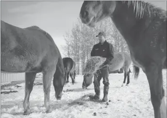  ?? CP PHOTO ?? Farmer David Reid feeds his horses on his farm near Cremona, Alta. Reid has seen a rise in rural crime in the area his family has been farming for more than 100 years.