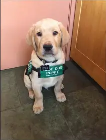  ?? EUREKA PUPPY RAISERS — CONTRIBUTE­D ?? Byron is a local Guide Dogs for the Blind puppy in training. Guide Dogs’ Eureka Puppy Raisers group seeks new volunteers to help raise these future guide dogs.