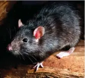  ?? ?? Five rat-free and five rat-infested islands were studied within an Indian Ocean archipelag­o